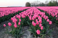 Tulpen