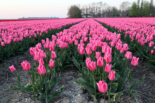 Tulpen von Jan Albada
