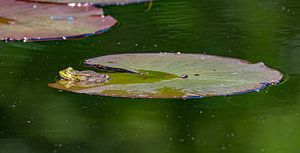 Resting frog.