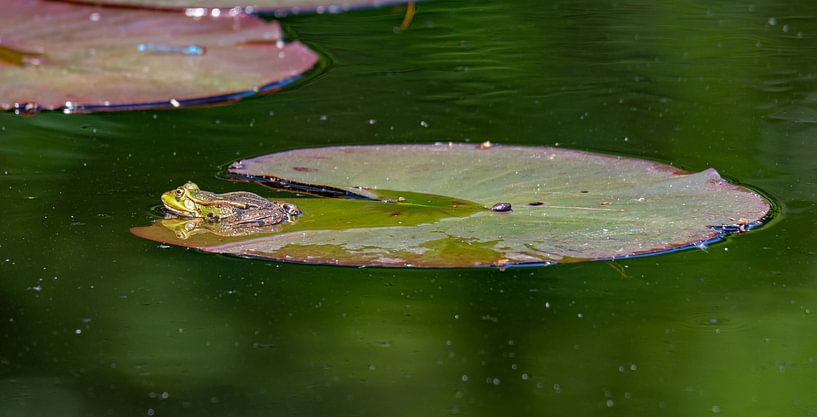 Ruhender Frosch. von Marcel Pietersen