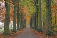 The beech lane