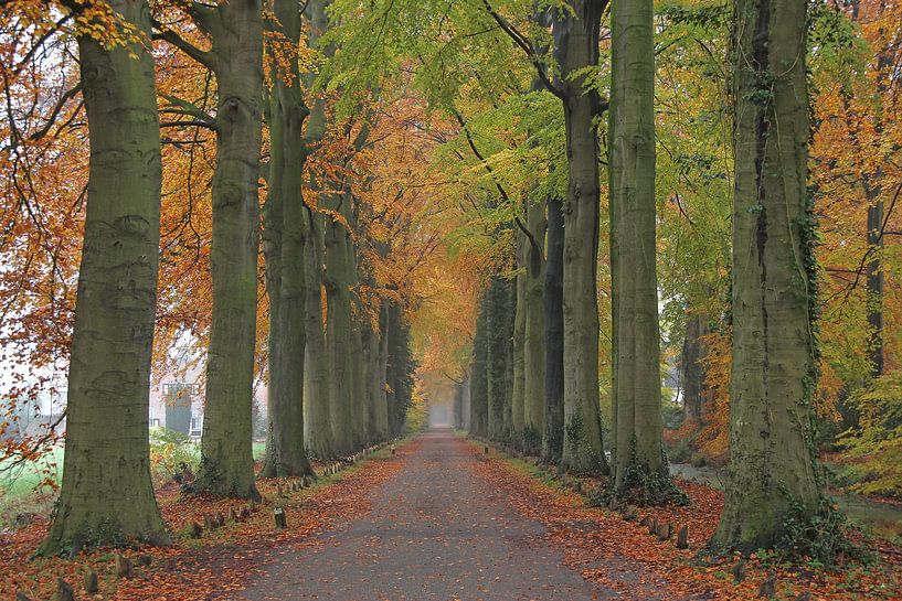 Het beukenlaantje van Trudy M. Simons-Pos