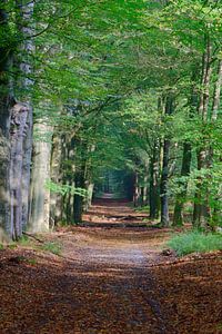Eine Buchenallee in einem Veluwewald