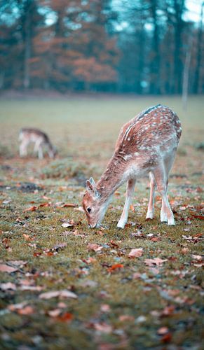 Pâturage des cerfs dans la nature