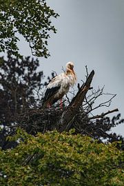 Storch auf dem Nest unter einem bedrohlichen Frühlingshimmel #1 von Charlotte Hagg