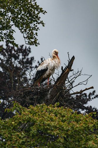 Ooievaar op het nest onder een dreigende lentehemel #1