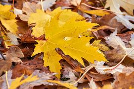 Herbstlaub von Ad Jekel