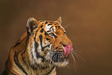 sibirischer Tiger (Panthera tigris altaica) leckt sich die Schnauze nach dem fressen seiner Beute von Mario Plechaty Photography