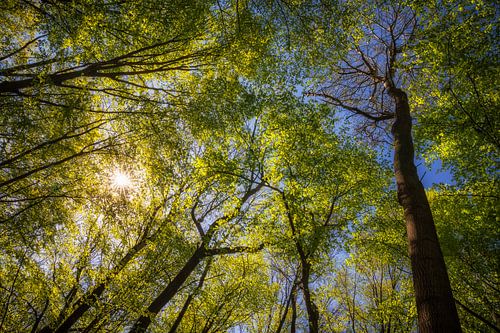 A sky full of spring