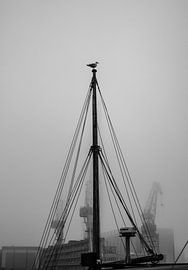 Mouette sur un Mât à Ruoholahti