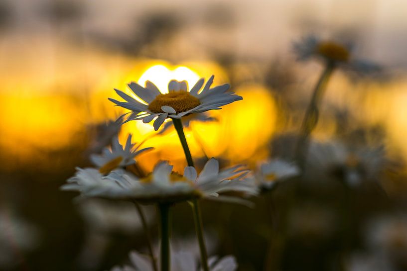 Wilde Gänseblümchen in der Abendsonne 3 von peterheinspictures