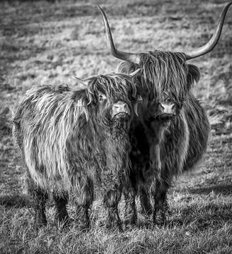 Scottish Highlander avec un veau en noir et blanc