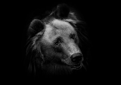 Huge red hairy bear face full face in full screen. but a sweet, kindly expression on the face. Black