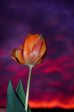 Tulpe bei Nacht von Dagmar Gelmers