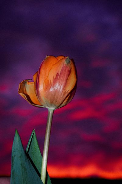 Tulip by night by Dagmar Gelmers