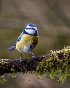 Blue tit on branch with moss and a soft background
