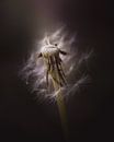 Dandelion beauty dark & moody van Sandra Hazes thumbnail