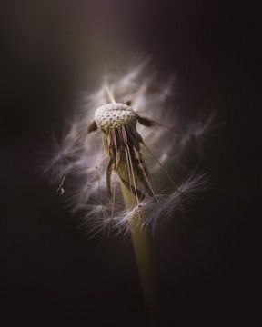 Dandelion beauty dark & moody van Sandra Hazes