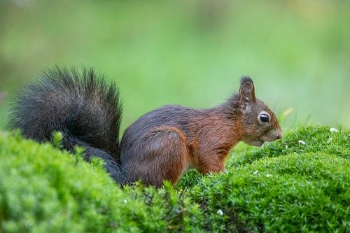 Eekhoorn herfsttinten