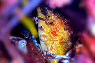 UNDERWATER ART - ROISSAILI van LISA DC thumbnail