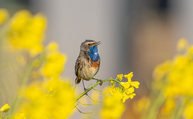 Blauwborst mannetje zingt in het koolzaad van Hans Hut