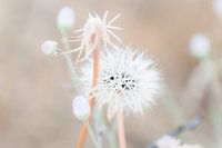 Pluizige paardenbloem