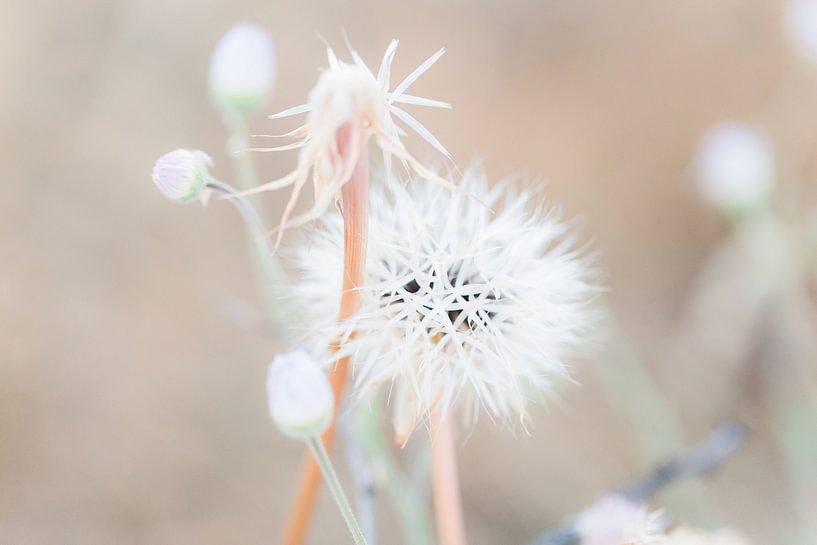 Pissenlit duveteux par Anouschka Rokebrand Photography LLC