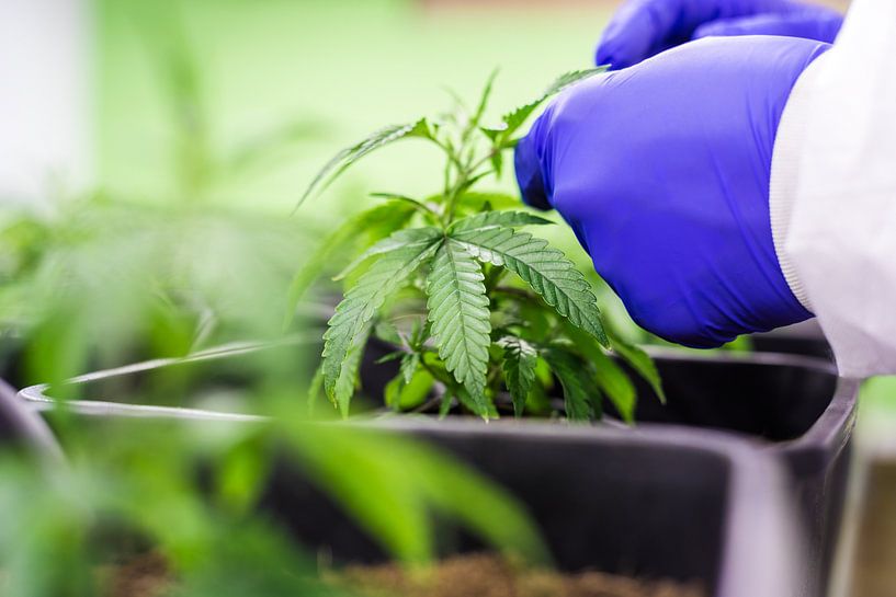 CBD - Cannabis - Hemp by Poster Art Shop