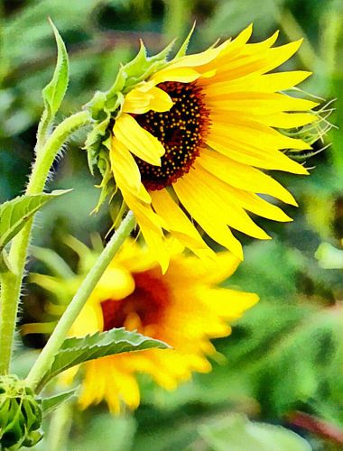 After The Rain The Sun Comes Out