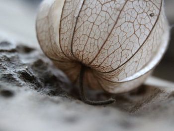 Herbst Goldene Beere