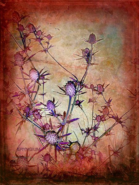 Eryngium - Thistle 1 by Claudia Gründler