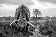 Scottish Highlander by Anouk Poelstra thumbnail