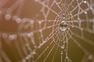 spinnenweb van Denis Feiner