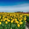 Yellow tulips by Sandra de Heij