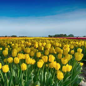 Gele tulpen van Sandra de Heij