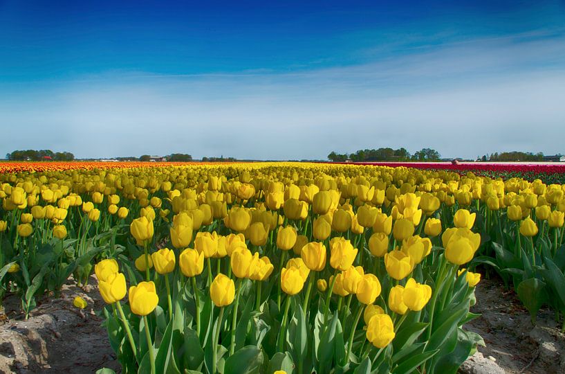 Gele tulpen van Sandra de Heij