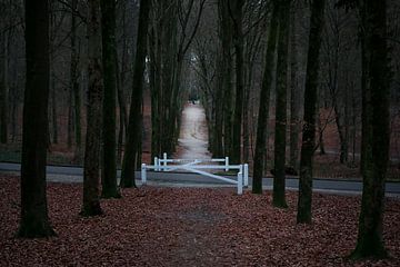 The Path between the Trees van Ingrid Kerkhoven Fotografie