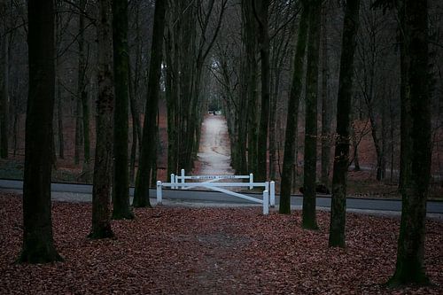The Path between the Trees