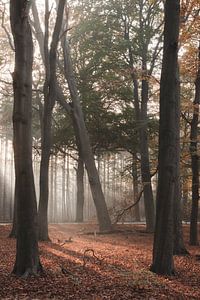 Herbst auf dem Utrechtse Heuvelrug | Reisefotografie-Druck | Lage Vuursche Niederlande