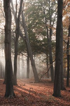 L'automne sur la crête d'Utrecht | Photographie de voyage imprimée | Lage Vuursche, Pays-Bas