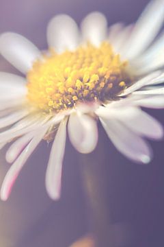 Daisy up close, vertical (Bellis perennis) by Alessia Peviani