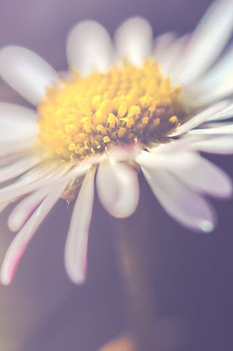 Daisy up close, vertical (Bellis perennis)