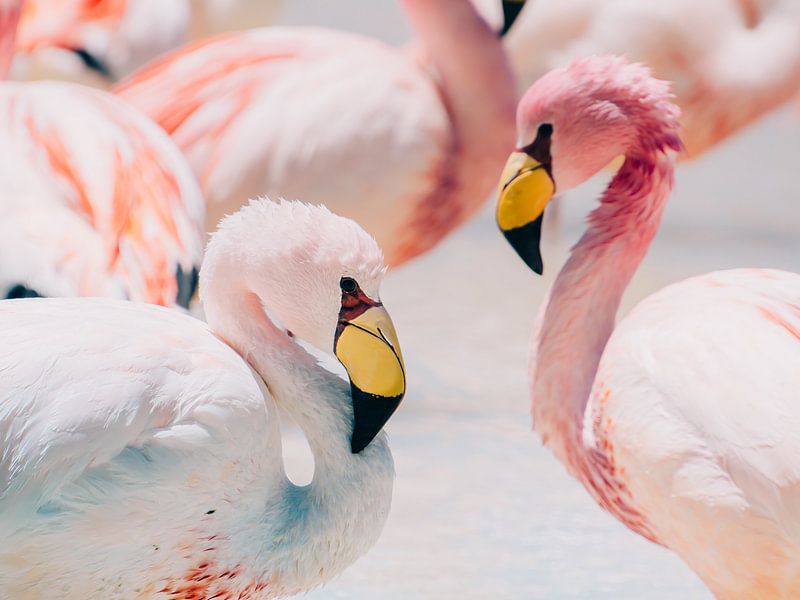 Twee Pastelkleurige Flamingo’s in Bolivia’s Betoverende Landschap van Caro van Kessel