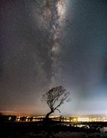 Milky Way above That Wanaka tree