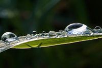 Gouttes d'eau sur l'herbe