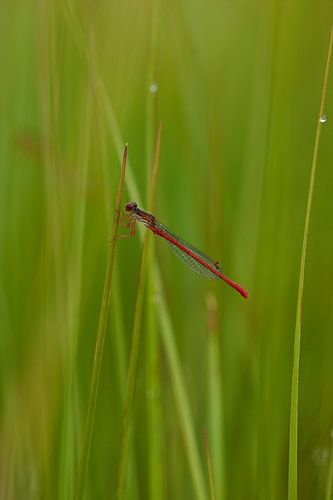 koraaljuffer in rust