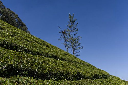 Tea plantation Ooty