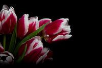 Tulip in the dark