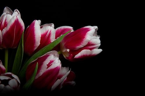 Tulipe dans le noir