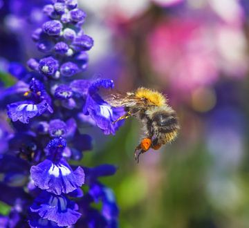 Markro van een vliegende hommel op een blauwe saliebloem